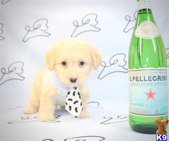 lvpuppyheaven Picture 1